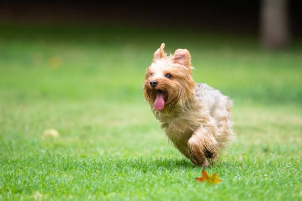 istock Running on a Field of Grass 1048000666