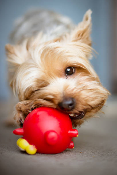 istock Yorkie Playing with His Favorite Toy 1048000860
