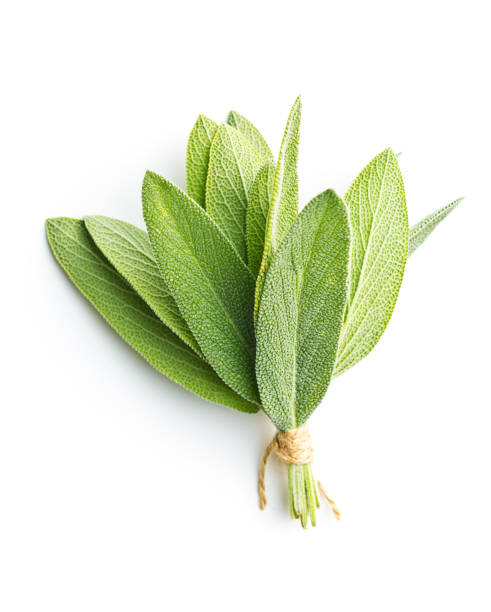 istock Salvia officinalis. Sage branch isolated on white background. Garden sage. 1048004530