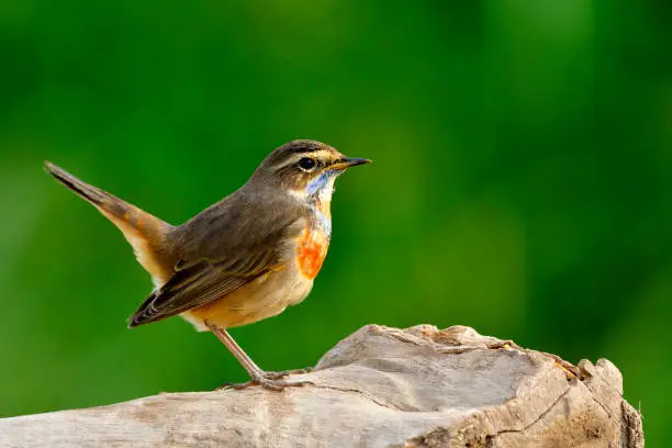 Beautiful chubby brown bird with bright orange and blue marking on its chest perching on cut wood in nature over green blur background, Bluethroat (Luscinia svecica)