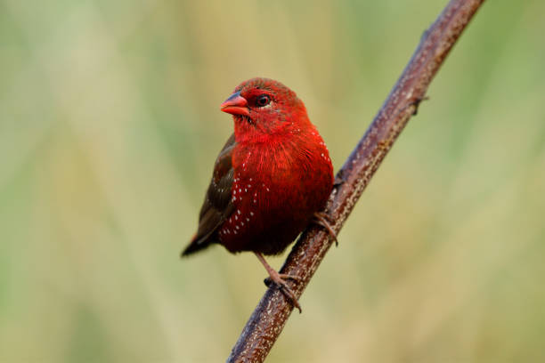 Beautiful Velvet Red Bird With White Dots On Its Feathers Perching On  Wooden Stick Female Of Red Avadavat Munia Or Strawberry Finch In Nature  Stock Photo - Download Image Now - iStock