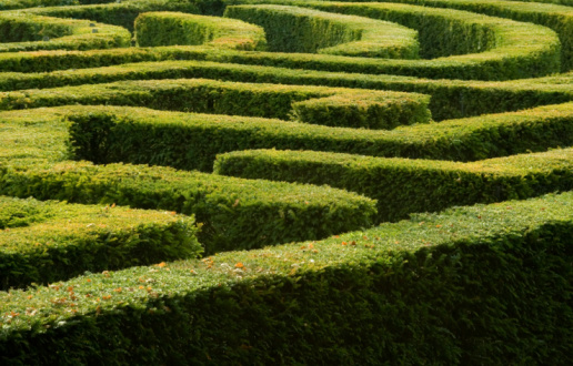 Complex garden hedge maze