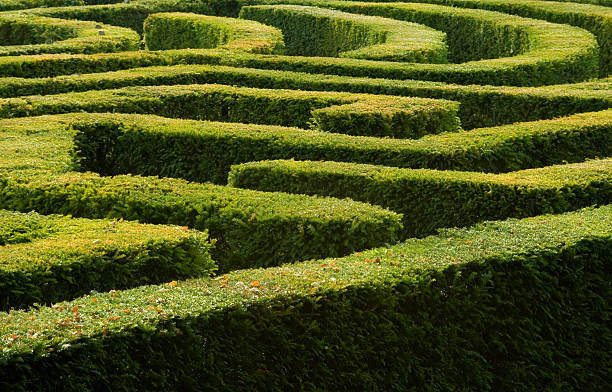 Complex hedge maze stock photo