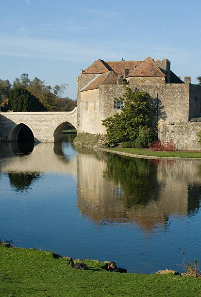 Old English castle and moat with feeding swans stock photo