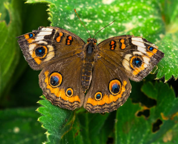 istock Common Buckeye Butterfly Seattle Washington 1048012688