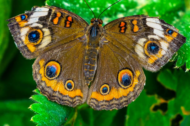istock Common Buckeye Butterfly Seattle Washington 1048013092