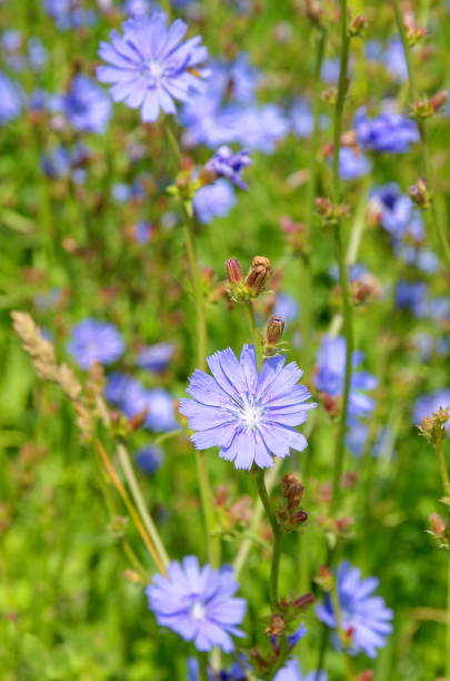 istock Chicory flowers in the meadow 1048018042