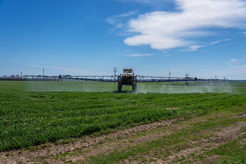 Tractor spraying pesticide in a field of wheat.