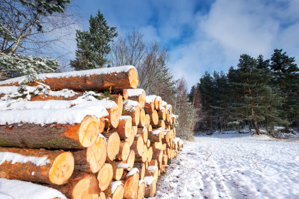 istock Winter landscape with cut logs covered by fresh snow 1048028362