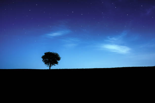 Starry sky over lonely tree silhouette.Night landscape