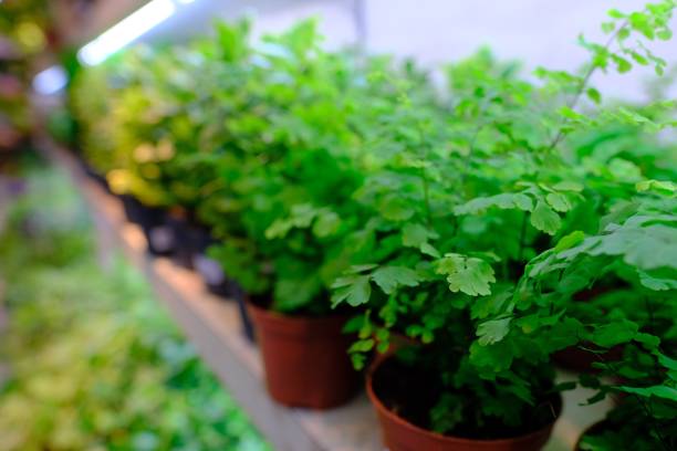 istock Green plant for interior decoration 1048046530