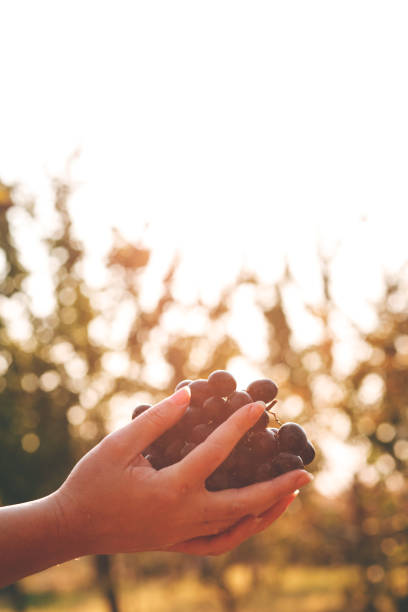 Woman's hands holding red grapes