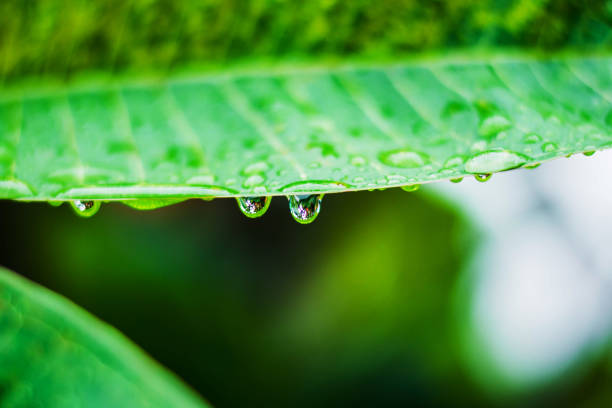 istock Water droplets on a leaf, beautiful natural background 1048051462
