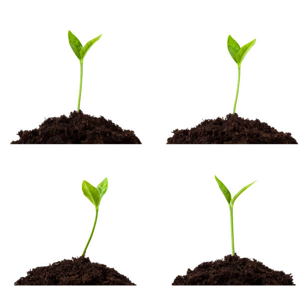 istock young plant growing from soil, sprout isolated on white background, clipping path 1048053312