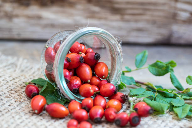 rose hip fresh red rose hip in a glass rosa canina stock pictures, royalty-free photos & images