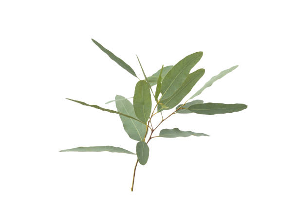 istock eucalyptus isolated on gray background with clipping path. 1048056278