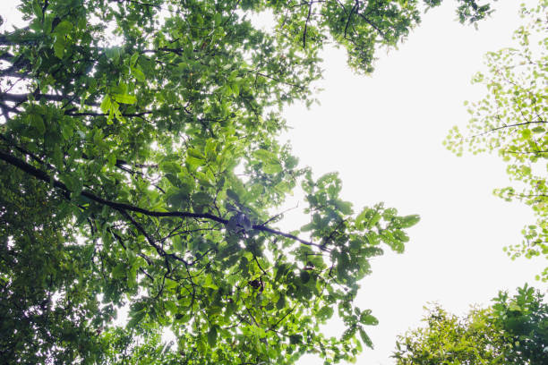 istock Fresh green forest and sunlight through green tree - Low Angle View. 1048056552