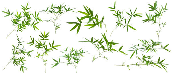 istock bamboo isolated on gray background with clipping path 1048056562