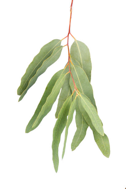 istock eucalyptus isolated on gray background with clipping path. 1048056600