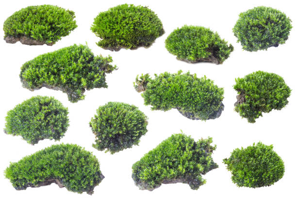 istock Green moss isolated on white background close up 1048056626