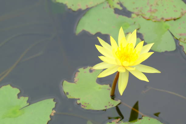 istock Beautiful single yellow lotus flower 1048056748