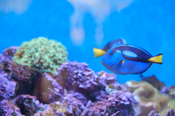 istock Beautiful Fish in the deep blue sea 1048056800