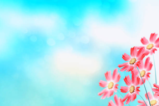 istock Colorful cosmos flowers 1048059274