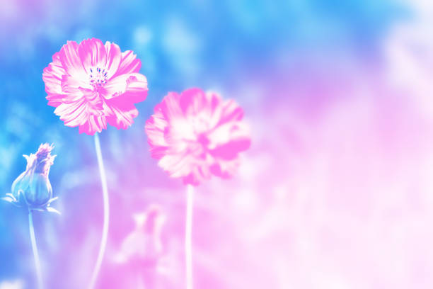 istock Colorful cosmos flowers 1048059552