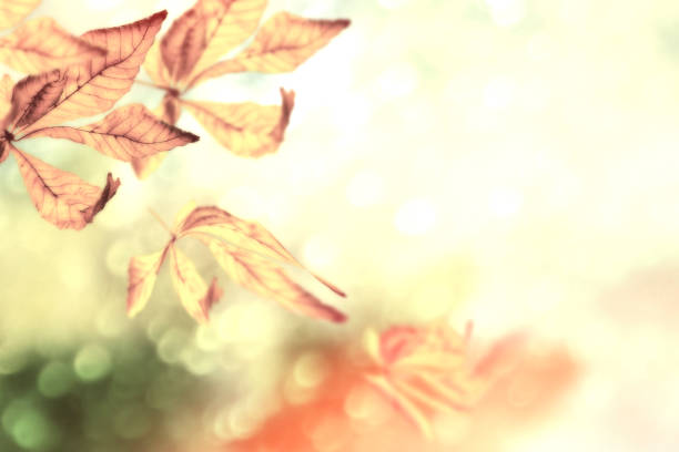 istock autumn landscape with bright colorful leaves. 1048059730