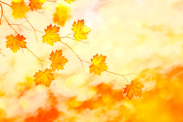 istock autumn landscape with bright colorful leaves. 1048059732