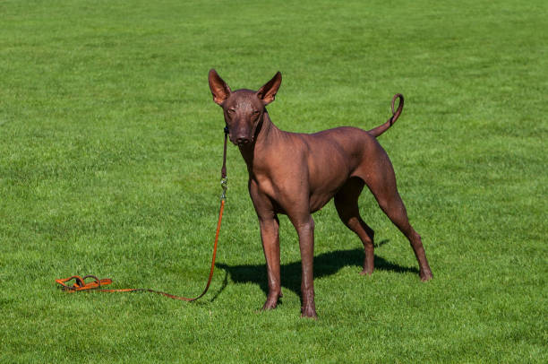 istock Breed dog on a lawn. 1048065592