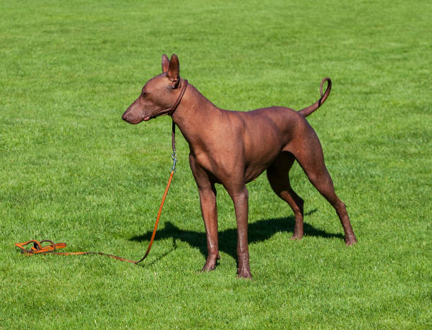 istock Breed Mexican Hairless dog. 1048065868