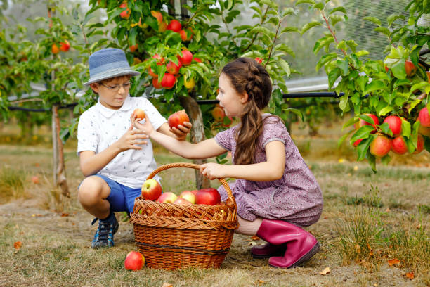 ritratto di bambina e bambino con mele rosse in frutteto biologico. fratelli felici, bambini, fratello e sorella che raccolgono frutti maturi dagli alberi e si divertono. stagione di vendemmia per la famiglia. - orchard child crop little boys foto e immagini stock