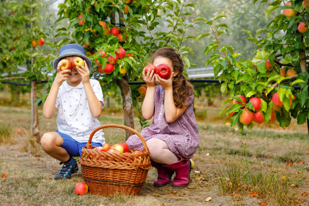 portrait of little girl and kid boy with red apples in organic orchard. happy siblings, children, brother and sister picking ripe fruits from trees and having fun. harvest season for family. - preschooler autumn beautiful blond hair imagens e fotografias de stock