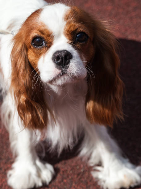 istock Portrait of Cavalier King Charles Spaniel. 1048069052
