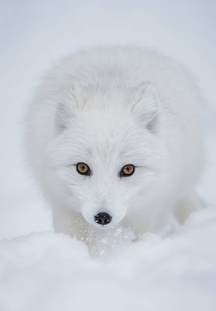 White Fox Stock Photos, Pictures & Royalty-Free Images - iStock