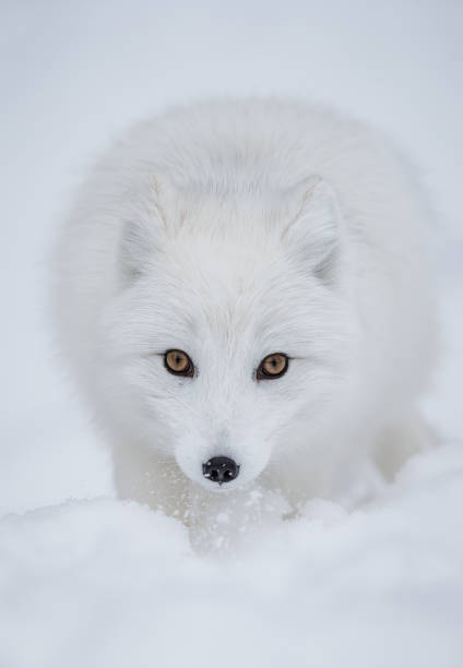 3,163 Blue Fox Animal Stock Photos, Pictures & Royalty-Free Images - iStock 3,163 Blue Fox Animal Stock Photos, Pictures & Royalty-Free Images - iStock