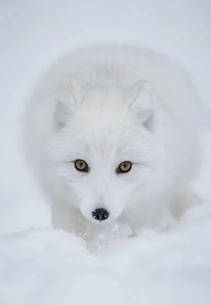 Photo of Arctic fox
