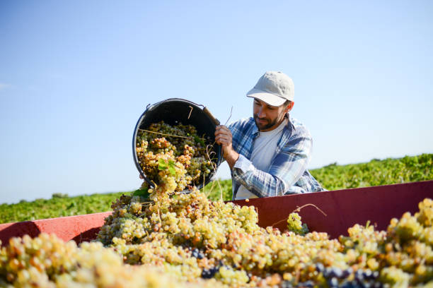 granjero de guapo en la vid, cosecha de uvas durante la temporada de vendimia en viña - ripened on the vine fotografías e imágenes de stock