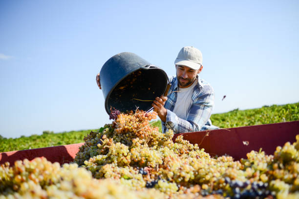gut aussehender mann bauer in reben, ernte trauben wein erntezeit im weinberg - grape vineyard vine winery stock-fotos und bilder