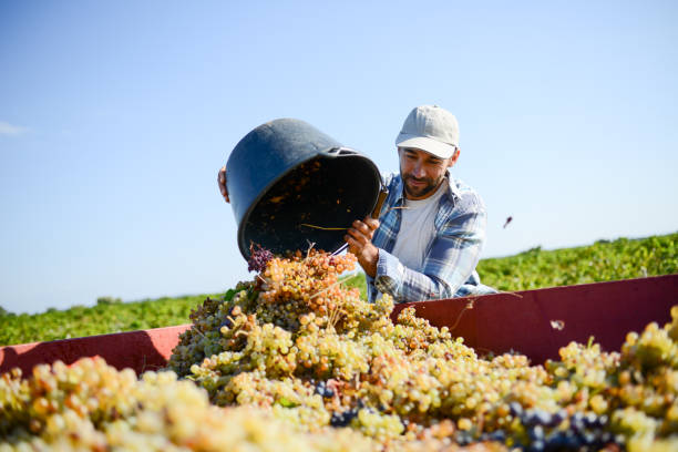 handsome man farmer in vine, harvesting grapes during wine harvest season in vineyard handsome man farmer in the vine, harvesting grapes during wine harvest season in vineyard winemaking stock pictures, royalty-free photos & images