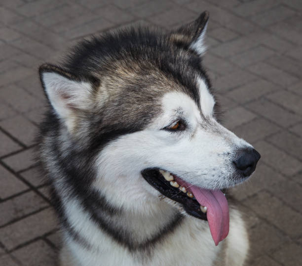 istock Big dog outside. 1048082572