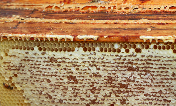 istock Natural frames of honey. 1048082590