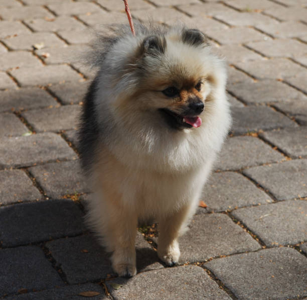 istock Small dog outdoor. 1048085004