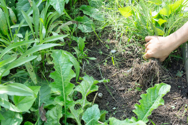 istock Close up of female hands pull out weeds from ground garden. 1048087464