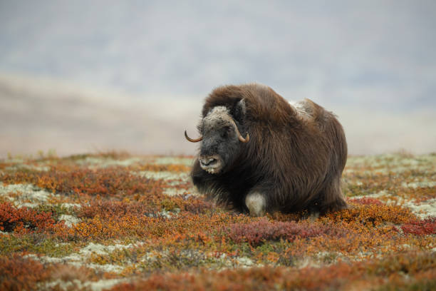 Moschusochsen, Knie tief in tundra – Foto