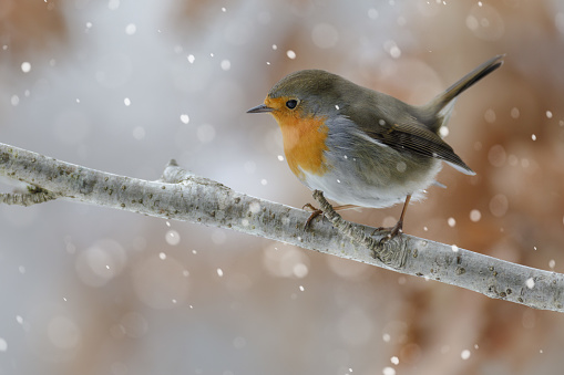 European robin (Erithacus rubecula), the national bird of the United Kingdom, perching on a tree stump in winter.