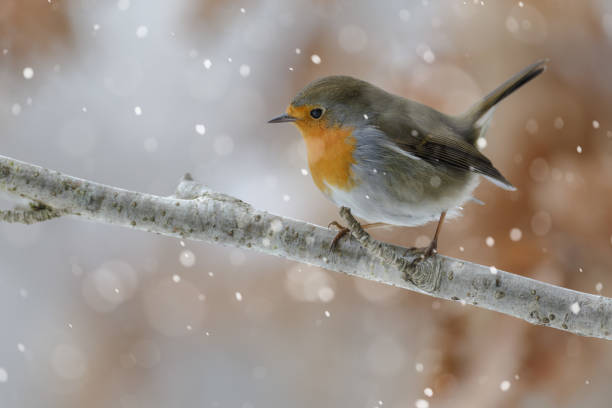 inverno robin - photography tree perching animals in the wild - fotografias e filmes do acervo