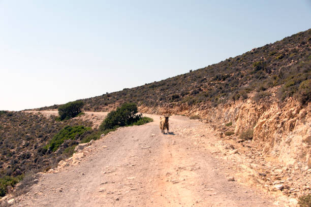 istock Goat in the mountains in Patmos, Greece 1048094620