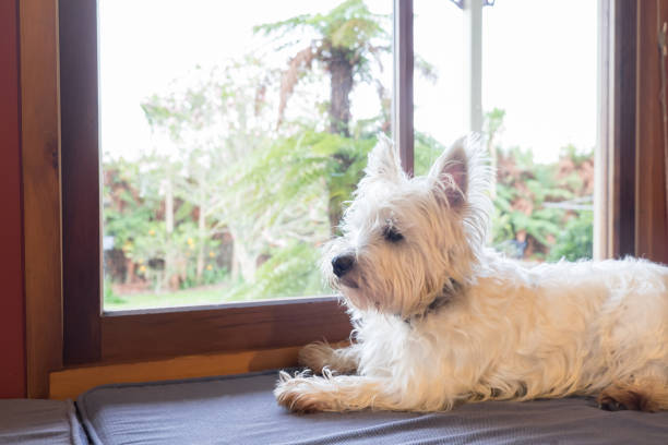 Westie dog: west highland white terrier on window seat guarding back yard